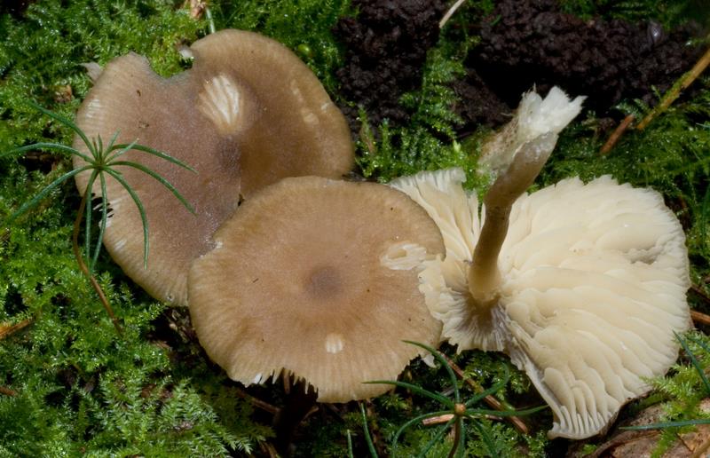 Clitocybe foetens